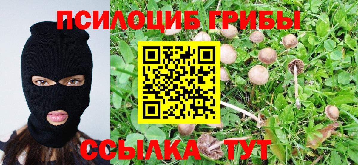 где можно купить   Вход с VPN  Михайловка  Галлюциногенные грибы Psilocybe 